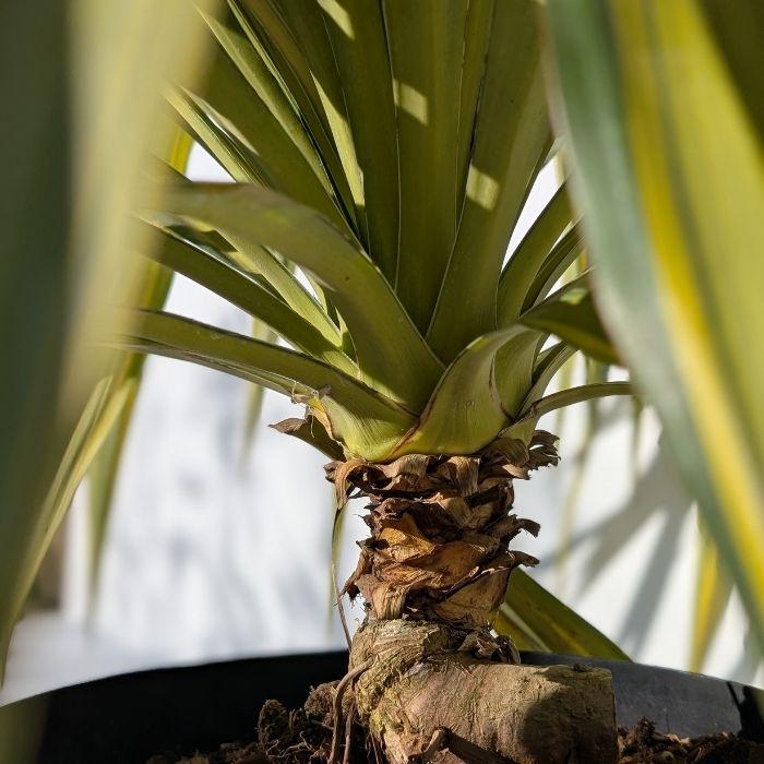 YUCCA recurvifolia Banana Split - Vente YUCCA recurvifolia Banana